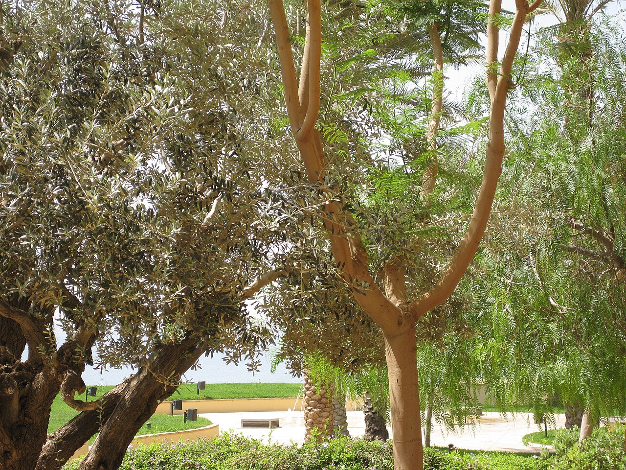 Kempinski Hotel Ishtar Dead Sea