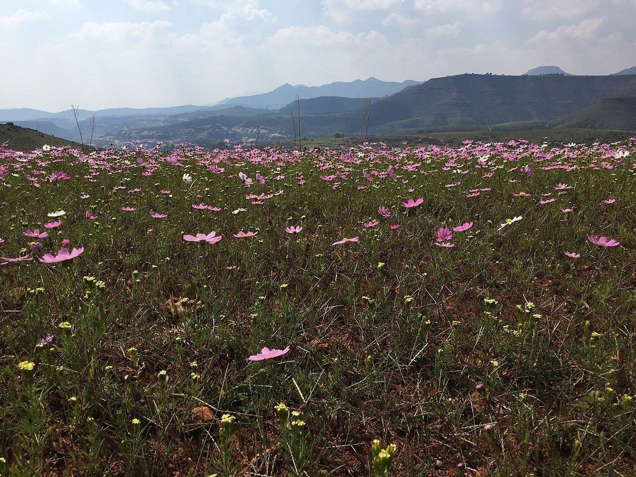 Maseru