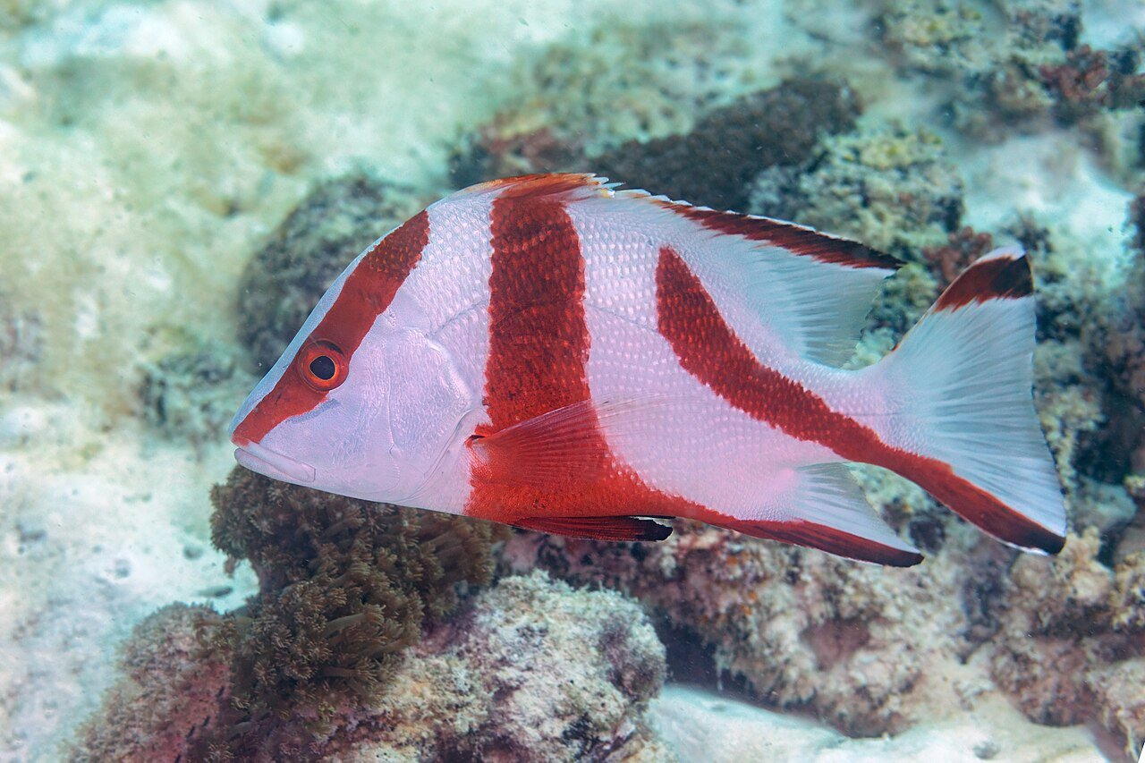 Mahé
