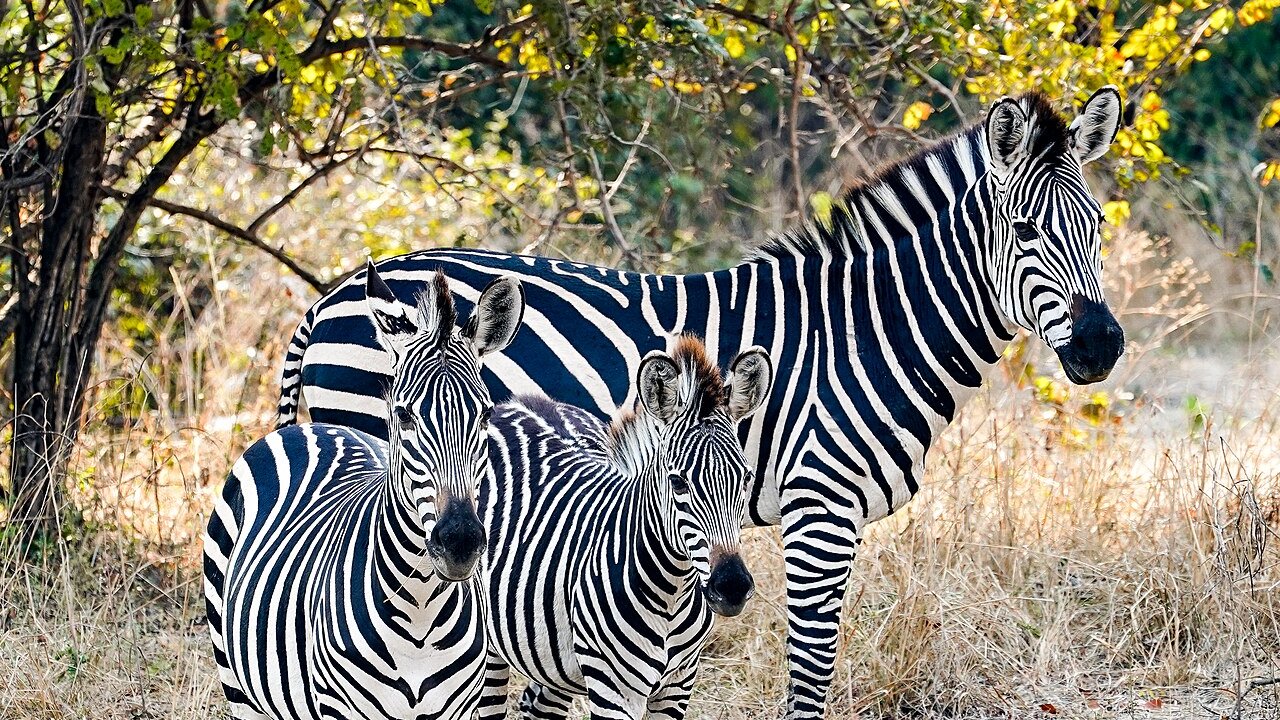 South Luangwa National Park